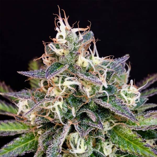 Cheese Cookies Seed > Mamiko Seeds | Feminized Cannabis   |  Sativa